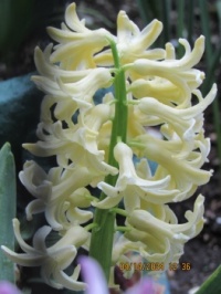 Spring Hyacinth