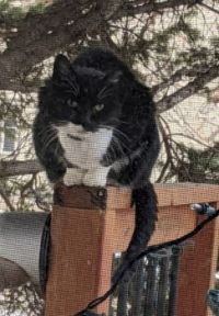 Dottie on railing
