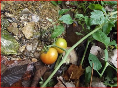 Tomatoes growing wild by the creek