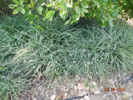 Solve Spider plant as ground cover jigsaw puzzle online with 30 pieces