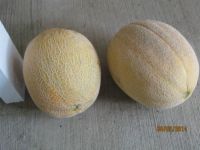 Cantaloupe from my Garden