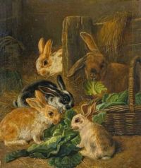 old world rabbits