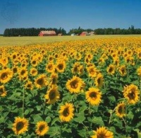 Triumph of the Sunflowers