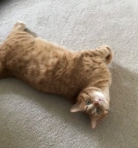 Eddie,  my son’s family cat