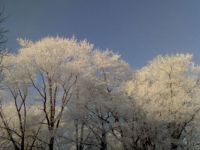 Winterwald