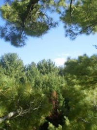 View from a White Pine