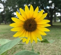 sun flower from bird seed