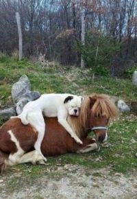 Dog and pony show