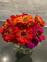Zinnias