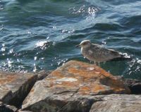 Lake Superior & a Bird