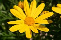 Yellow flower