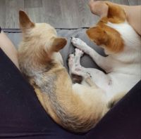 DON and ČIVINEK