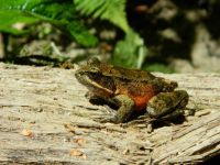 Tree Frog at Fern Canyon