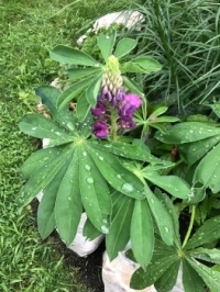This year’s bloom from seeds by my granddaughters
