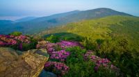 Roan Highlands spring