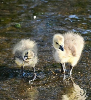 Baby Ducks on Long Island,  New York  6-4-23