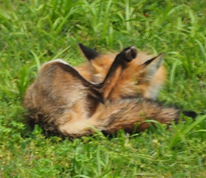 Bathing Fox
