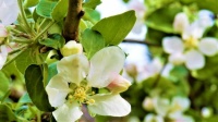 Květ jabloně - Apple blossom