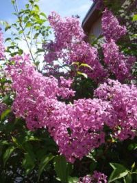 Rhondas Lilacs 2015