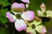 dogwood