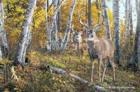 Two to Tangle-Deer by Jim Kasper
