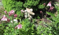 Mr. Garden Frog amidst the back rockery green and pink Aquilegias☺☺