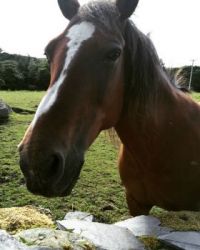 Horse