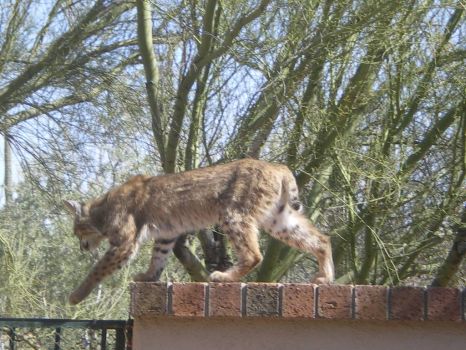 Bobcat on the rooftop