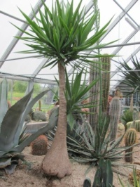 Kaktusy
