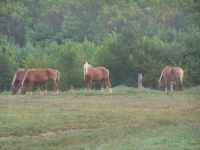 Horses in Iowa