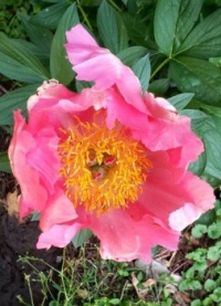 Pretty in Pink