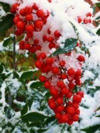 Berries 'n Snow