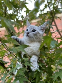 I got another cat. Loca