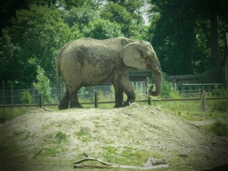safari elephant 