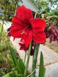 Spring flowers in the garden 3 Amaryllis