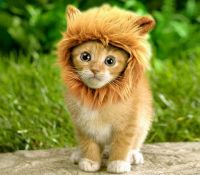 The Greatest Dangerous Master Lion of the Scary Forest