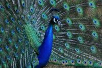 Showoff Peacock