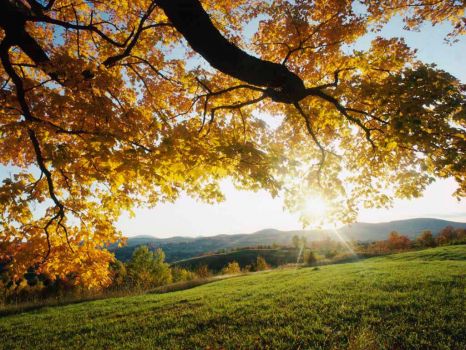 Golden leaves