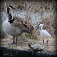 Snowy Egret with geese and turtle 4-12-2022 11-24-53 AM