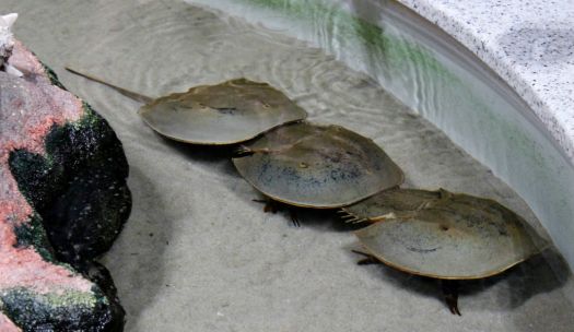 Horseshoe Crabs All in A Row