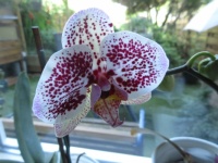 Orchid in bloom again