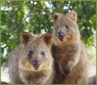 Two Quokka Boops For The Price Of One For A Happy Saturday!
