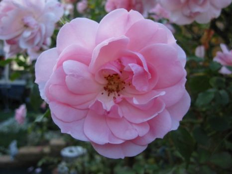 My pink Rose