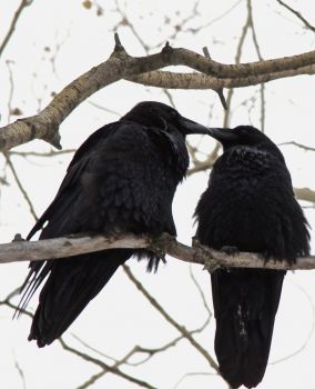 Pair of Lovebird Ravens - Fort McMurray