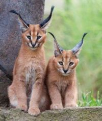 Two Caracal wild cats