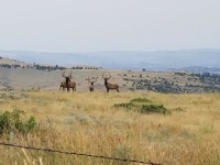 Elk in straw field