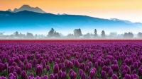 Tulip fields, 5
