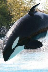 orca