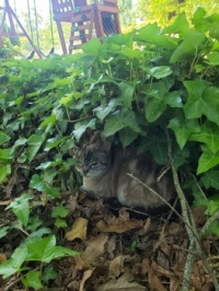 Our sweet cat Baby's hideout