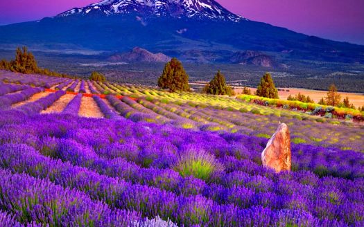 Lavender Field at the Foot of the Mountain